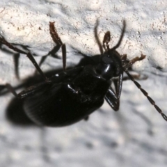 Homotrysis lugubris (Darkling beetle) at Ainslie, ACT - 3 Nov 2018 by jb2602