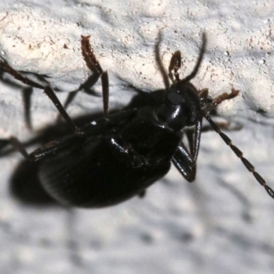 Homotrysis lugubris (Darkling beetle) at Ainslie, ACT - 3 Nov 2018 by jbromilow50