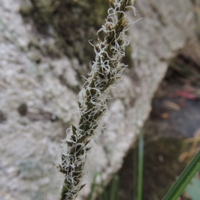 Carex appressa (Tall Sedge) at Gibraltar Pines - 25 Oct 2018 by michaelb