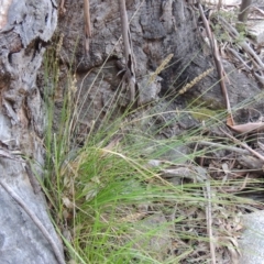 Carex appressa at Paddys River, ACT - 25 Oct 2018