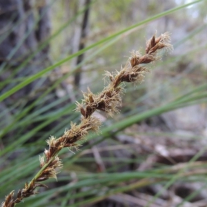 Carex appressa at Paddys River, ACT - 25 Oct 2018