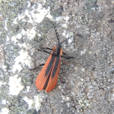 Trichalus sp. (genus) (Net-winged beetle) at Gibraltar Pines - 25 Oct 2018 by michaelb