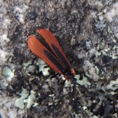 Trichalus sp. (genus) at Paddys River, ACT - 25 Oct 2018