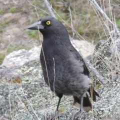 Strepera graculina (Pied Currawong) at Paddys River, ACT - 25 Oct 2018 by MichaelBedingfield