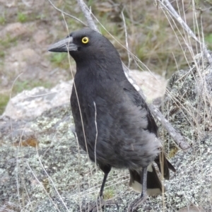 Strepera graculina at Paddys River, ACT - 25 Oct 2018