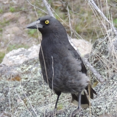 Strepera graculina (Pied Currawong) at Namadgi National Park - 25 Oct 2018 by michaelb