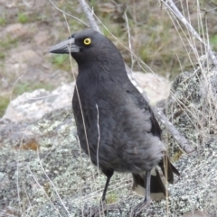Strepera graculina (Pied Currawong) at Paddys River, ACT - 25 Oct 2018 by michaelb