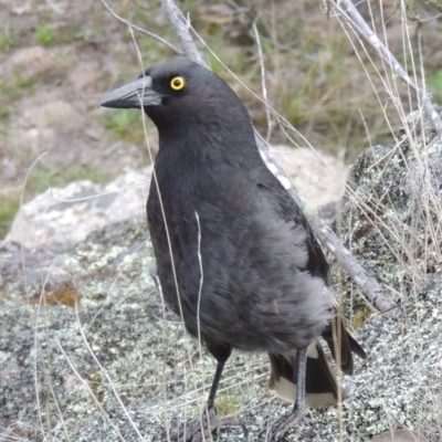 Strepera graculina (Pied Currawong) at Paddys River, ACT - 25 Oct 2018 by michaelb