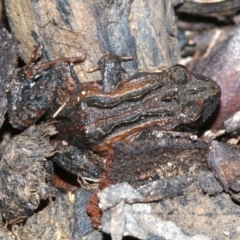 Crinia signifera (Common Eastern Froglet) at Mount Ainslie - 7 Nov 2018 by jb2602