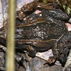 Crinia signifera at Majura, ACT - 8 Nov 2018 10:39 AM