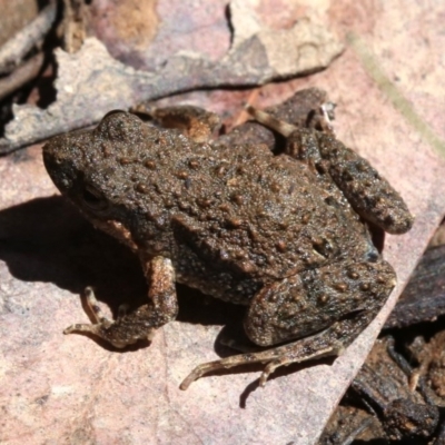 Crinia signifera (Common Eastern Froglet) at Mount Ainslie - 7 Nov 2018 by jb2602