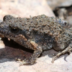 Crinia signifera at Majura, ACT - 8 Nov 2018 10:38 AM