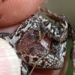 Crinia signifera at Majura, ACT - 8 Nov 2018 10:38 AM