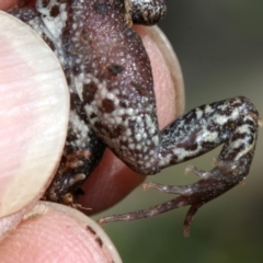 Crinia signifera at Majura, ACT - 8 Nov 2018 10:38 AM