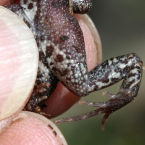 Crinia signifera at Majura, ACT - 8 Nov 2018 10:38 AM