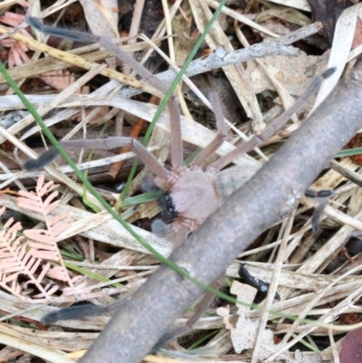 Delena cancerides (Social huntsman spider) at Hall, ACT - 6 Nov 2018 by jb2602