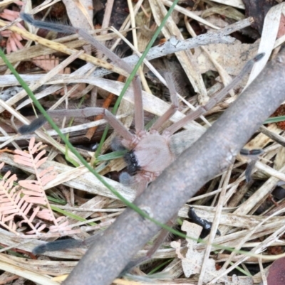 Delena cancerides (Social huntsman spider) at Hall, ACT - 6 Nov 2018 by jbromilow50