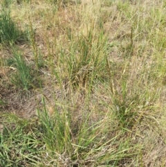 Bromus brevis at Garran, ACT - 9 Nov 2018 04:13 PM