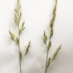 Bromus brevis at Garran, ACT - 9 Nov 2018 04:13 PM