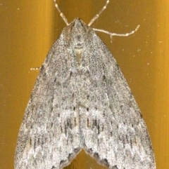 Chlenias banksiaria group (A Geometer moth) at Ainslie, ACT - 21 May 2018 by jb2602