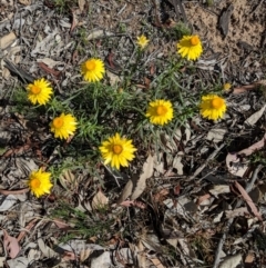 Xerochrysum viscosum (Sticky Everlasting) at Red Hill to Yarralumla Creek - 8 Nov 2018 by JackyF