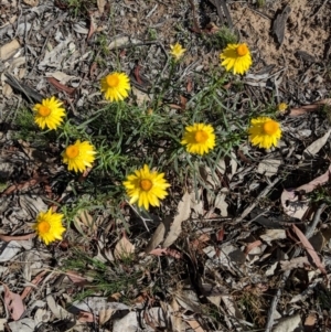 Xerochrysum viscosum at Hughes, ACT - 8 Nov 2018