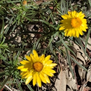 Xerochrysum viscosum at Hughes, ACT - 8 Nov 2018 04:28 PM