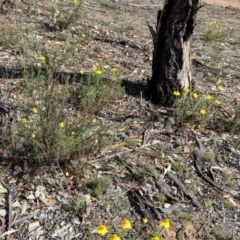 Xerochrysum viscosum at Hughes, ACT - 8 Nov 2018 04:28 PM