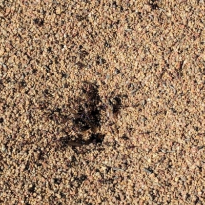 Iridomyrmex purpureus (Meat Ant) at Red Hill to Yarralumla Creek - 8 Nov 2018 by JackyF
