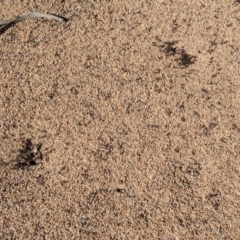 Iridomyrmex purpureus at Hughes, ACT - 8 Nov 2018