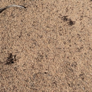 Iridomyrmex purpureus at Hughes, ACT - 8 Nov 2018