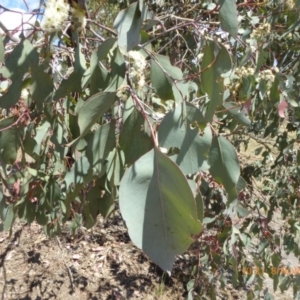 Eucalyptus blakelyi at Molonglo Valley, ACT - 8 Nov 2018