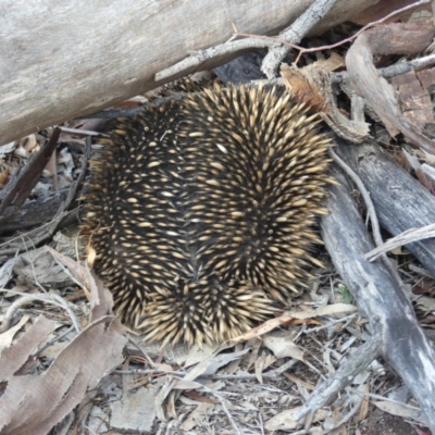 Tachyglossus aculeatus (Short-beaked Echidna) at Mount Ainslie - 8 Nov 2018 by WalterEgo