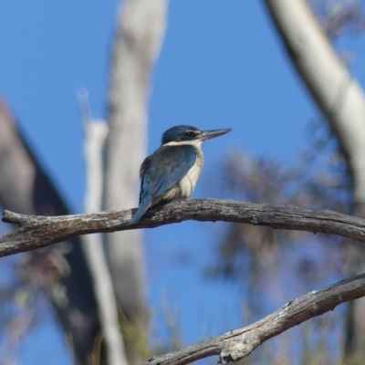 Todiramphus sanctus (Sacred Kingfisher) at Mount Ainslie - 8 Nov 2018 by WalterEgo