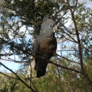 Callocephalon fimbriatum at Hackett, ACT - 8 Nov 2018