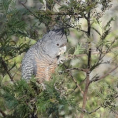 Callocephalon fimbriatum at Hackett, ACT - 8 Nov 2018