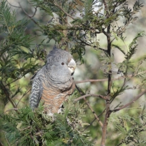 Callocephalon fimbriatum at Hackett, ACT - 8 Nov 2018