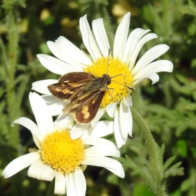 Ocybadistes walkeri (Green Grass-dart) at ANBG - 7 Nov 2018 by RodDeb