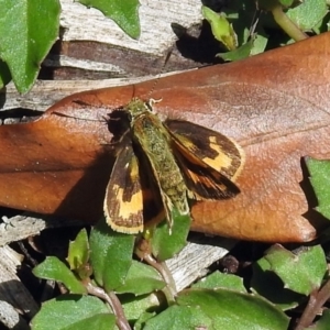 Ocybadistes walkeri at Acton, ACT - 8 Nov 2018