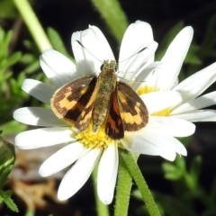 Ocybadistes walkeri at Acton, ACT - 8 Nov 2018