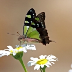 Graphium macleayanum (Macleay's Swallowtail) at Acton, ACT - 8 Nov 2018 by RodDeb