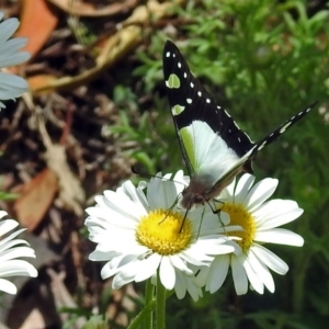 Graphium macleayanum at Acton, ACT - 8 Nov 2018