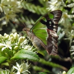 Graphium macleayanum at Acton, ACT - 8 Nov 2018 01:41 PM