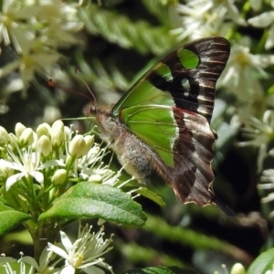 Graphium macleayanum at Acton, ACT - 8 Nov 2018