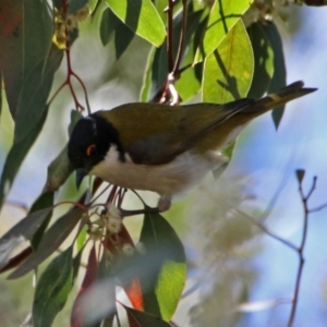 Melithreptus lunatus at Acton, ACT - 8 Nov 2018 10:49 AM