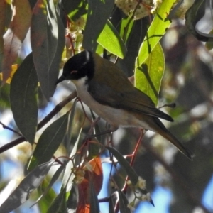 Melithreptus lunatus at Acton, ACT - 8 Nov 2018