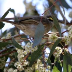 Caligavis chrysops (Yellow-faced Honeyeater) at Acton, ACT - 7 Nov 2018 by RodDeb