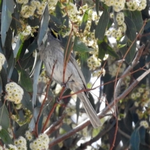 Caligavis chrysops at Acton, ACT - 8 Nov 2018