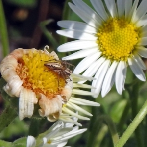 Oxyopes sp. (genus) at Acton, ACT - 8 Nov 2018