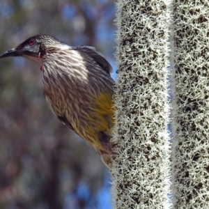 Anthochaera carunculata at Acton, ACT - 8 Nov 2018 11:45 AM